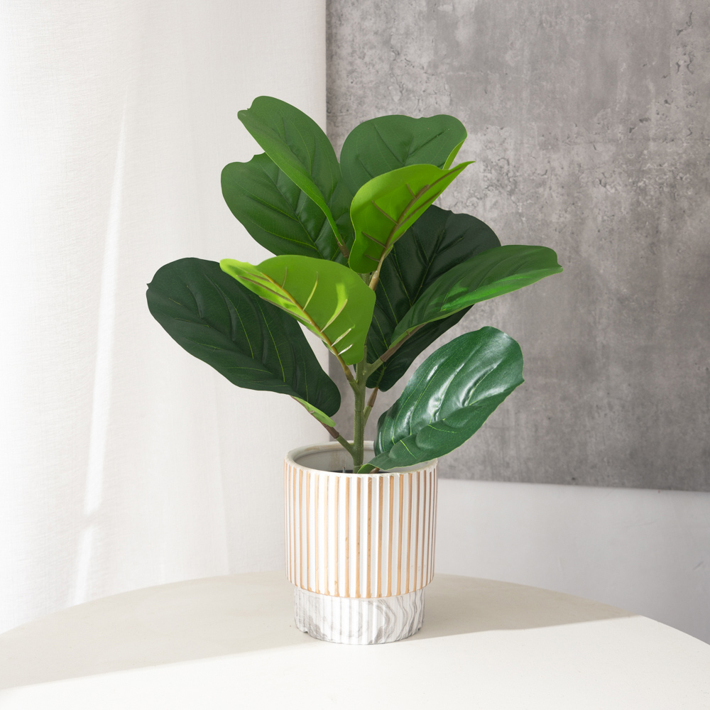 38cm 9 garpu Tanaman Ficus bua - Rubber Plant Ficus ulasan dan harga