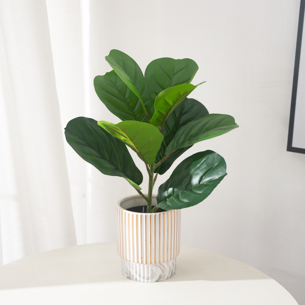 38cm 9 garpu Tanaman Ficus bua - Rubber Plant Ficus ulasan dan harga