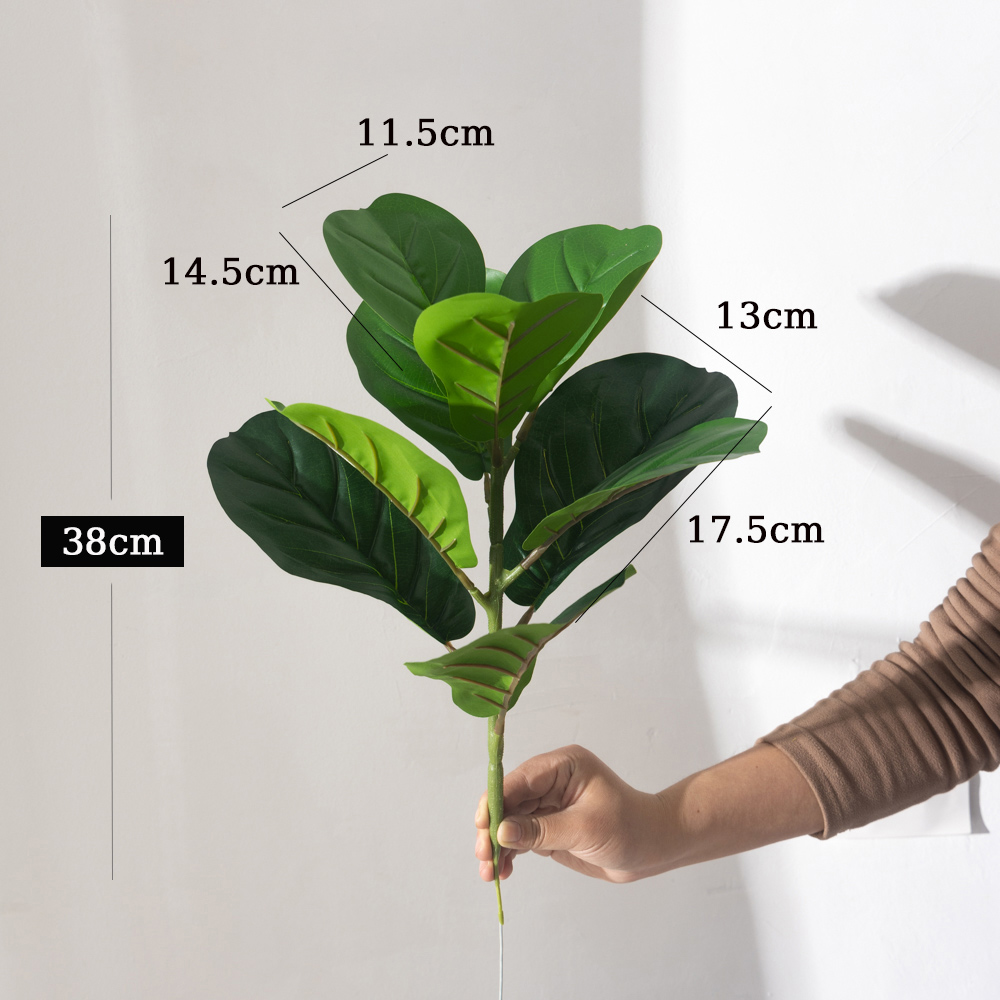 38cm 9 garpu Tanaman Ficus bua - Rubber Plant Ficus ulasan dan harga