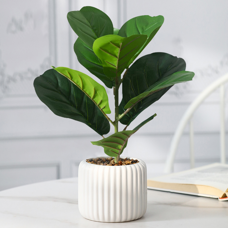 Pohon Ficus palsu 38cm daun bi - Rubber Plant Ficus ulasan dan harga