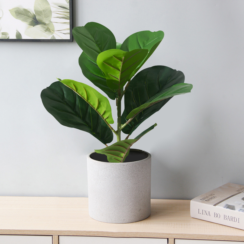 Pohon Ficus palsu 38cm daun bi - Rubber Plant Ficus ulasan dan harga
